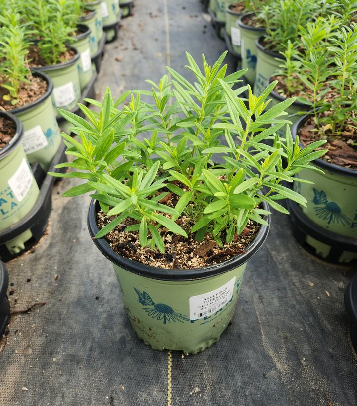 ASCLEPIAS TUBEROSA `HELLO YELLOW`