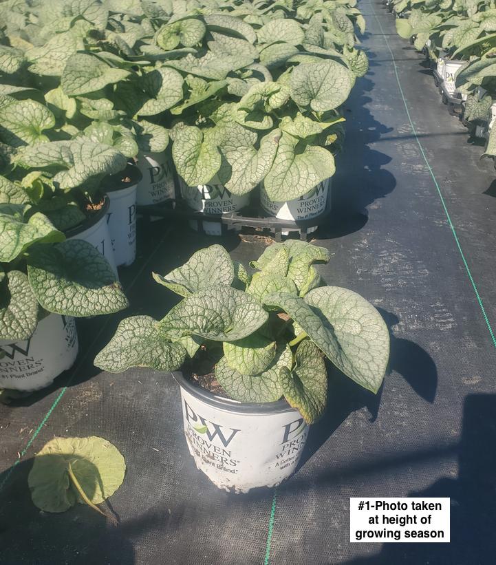 BRUNNERA MACROPHYLLA `JACK OF DIAMONDS`