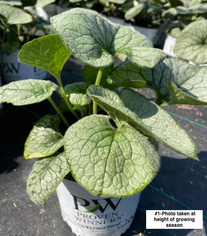 BRUNNERA MACROPHYLLA `QUEEN OF HEARTS`