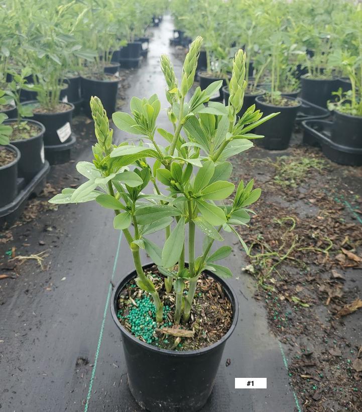 BAPTISIA AUSTRALIS