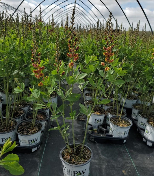 BAPTISIA DECADENCE `CHERRIES JUBILEE`