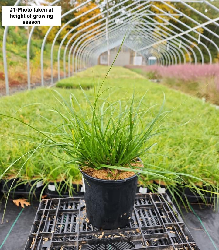 CAREX CHEROKEENSIS