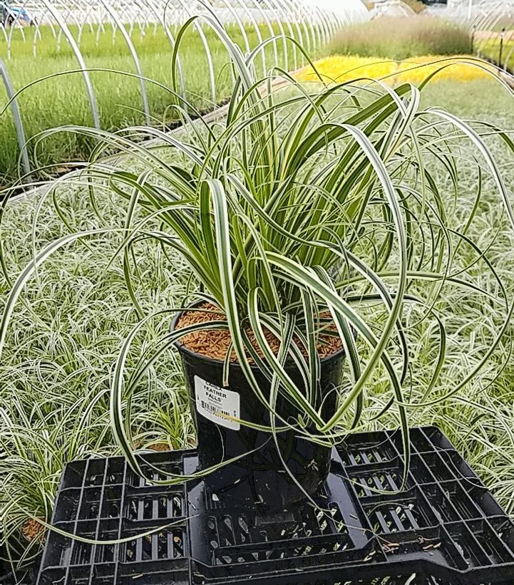 CAREX `FEATHER FALLS`