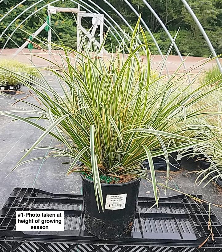 CAREX O. EVERCOLOR `EVERGLOW`