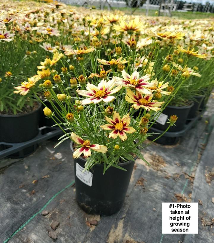 COREOPSIS LI`L BANG `STARLIGHT`