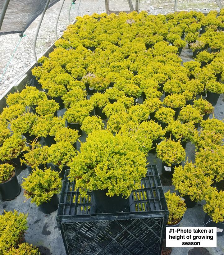 CALLUNA VULGARIS `BLAZEAWAY`