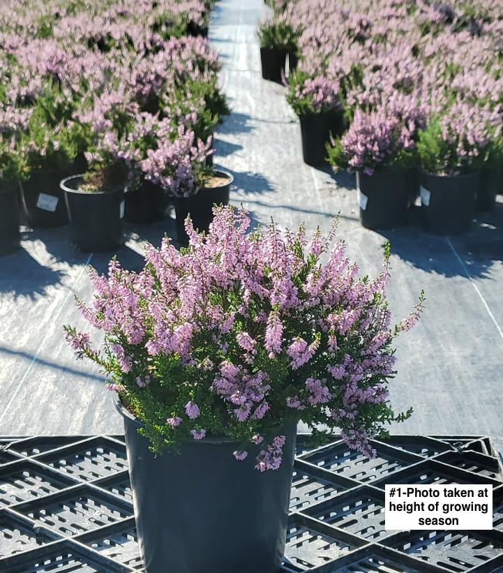 CALLUNA VULGARIS `SPRING TORCH`