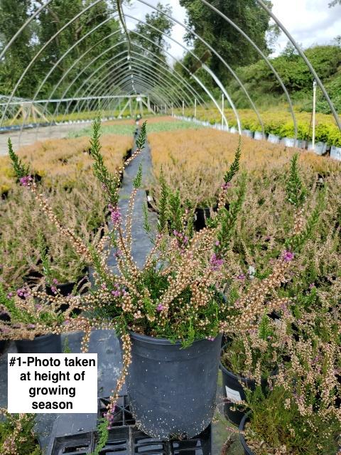 CALLUNA VULGARIS `TIB`