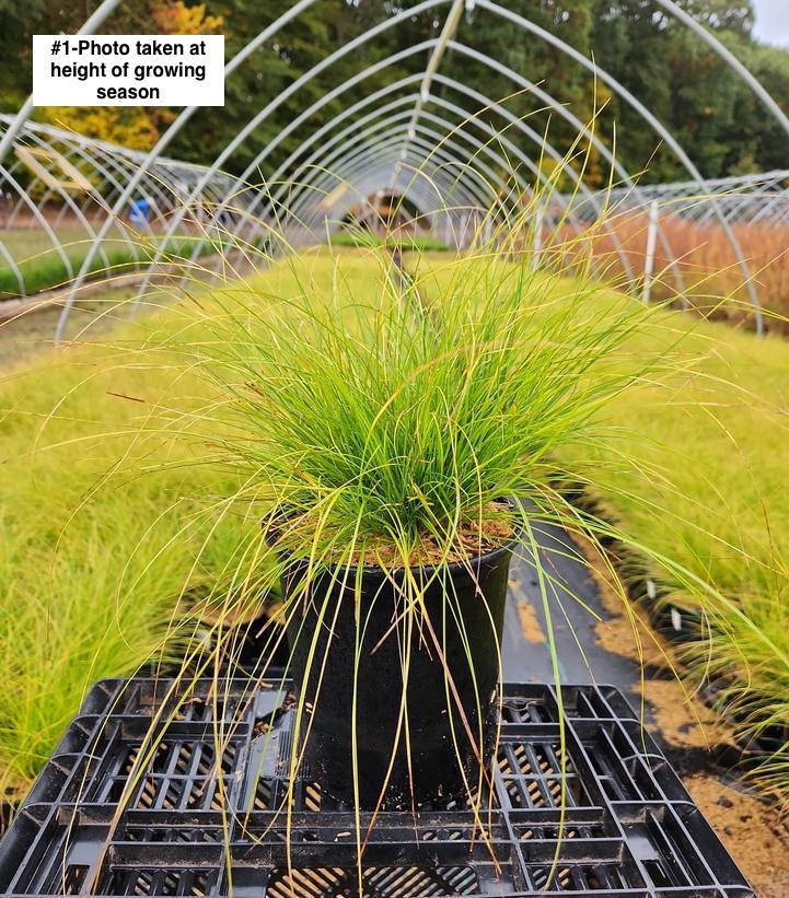 CAREX APPALACHICA