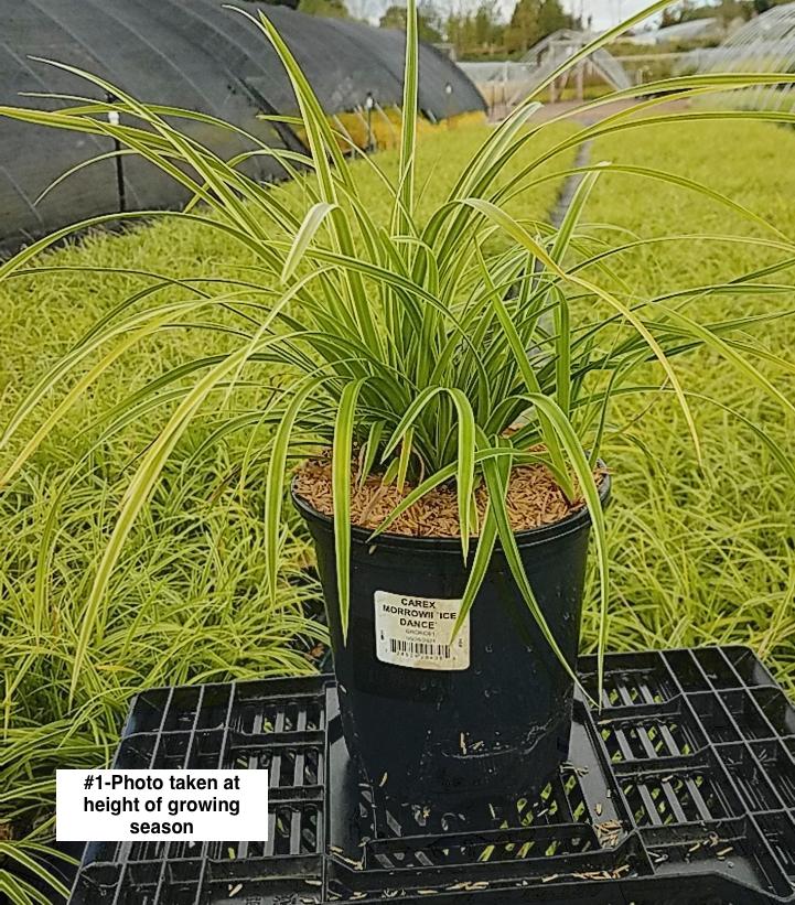 CAREX MORROWII `ICE DANCE`