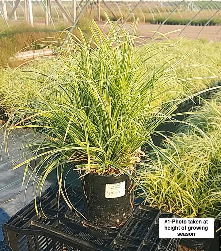 CAREX MORROWII `SILVER SCEPTRE`