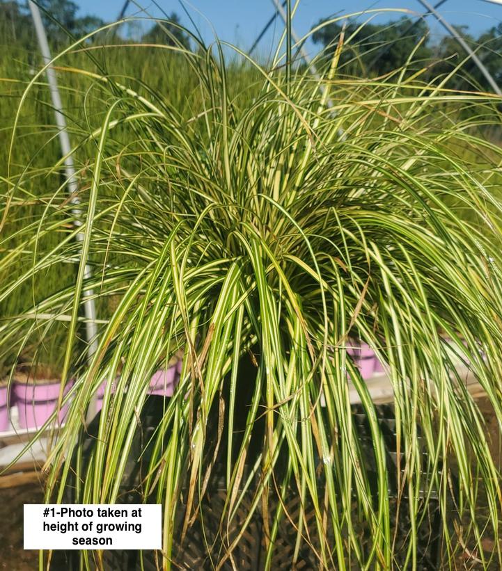 CAREX MORROWII `EVERGOLD`