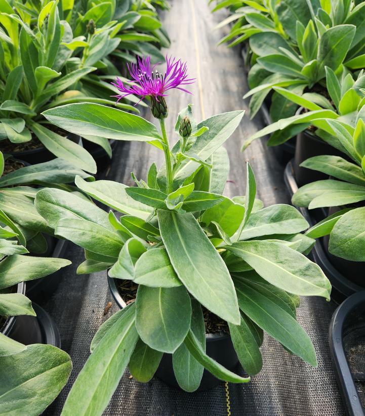 CENTAUREA `AMETHYST DREAM`
