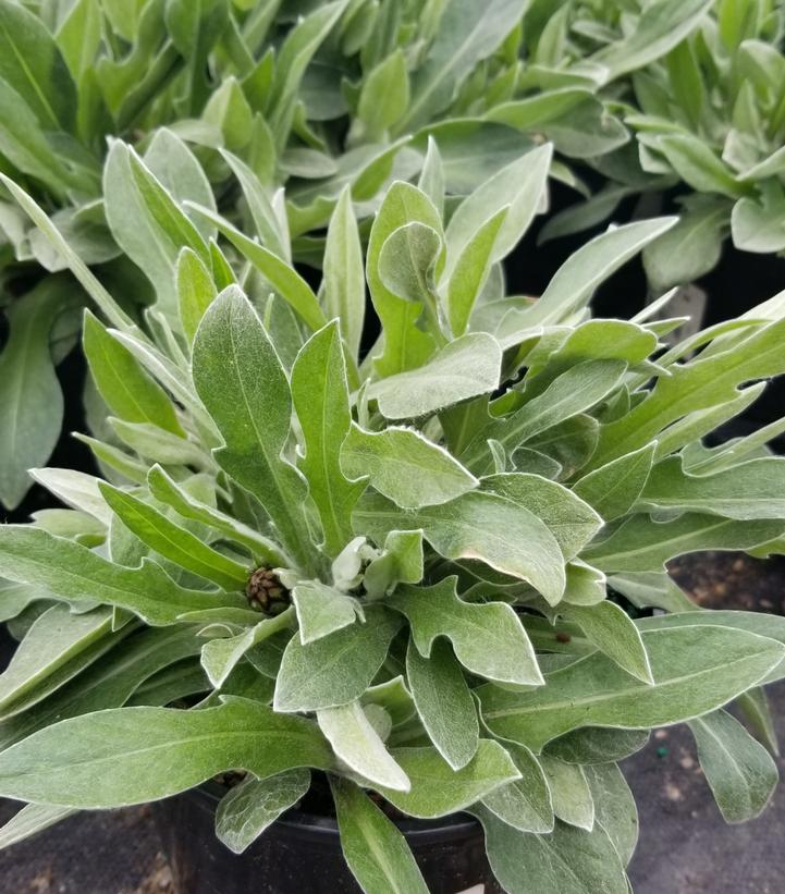CENTAUREA `AMETHYST IN SNOW`