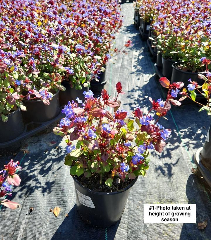 CERATOSTIGMA PLUMBAGINOIDES