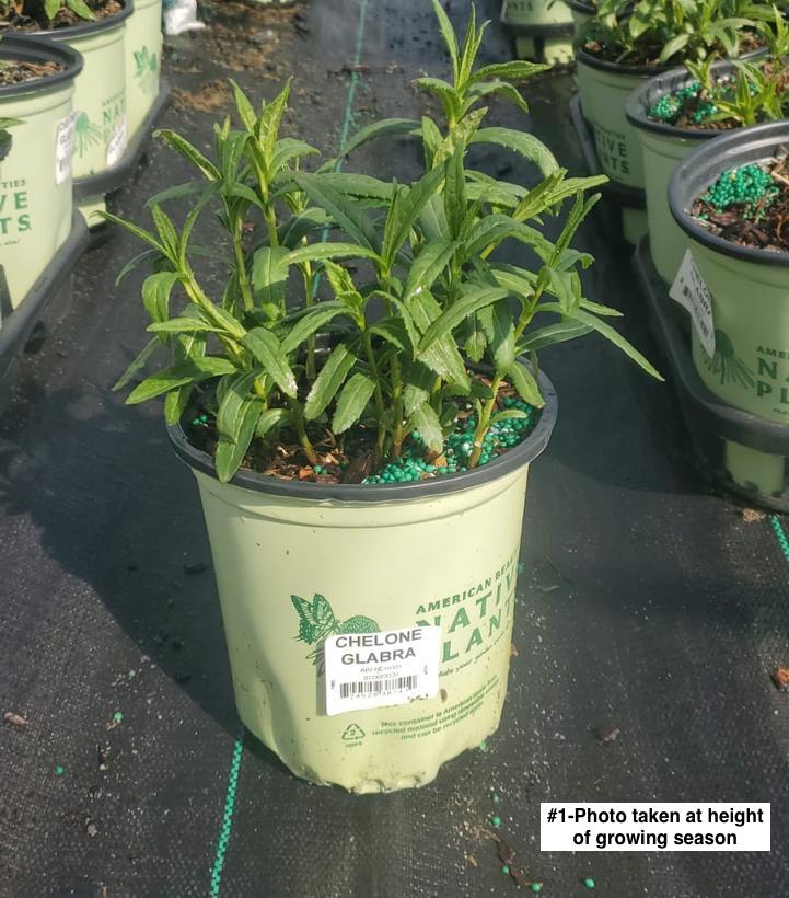 CHELONE GLABRA