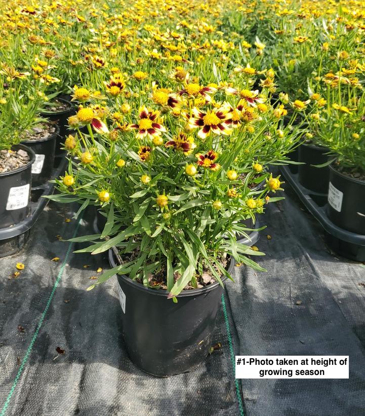 COREOPSIS BIG BANG `COSMIC EYE`