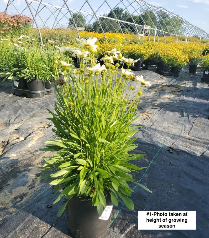 COREOPSIS BIG BANG `POLARIS`