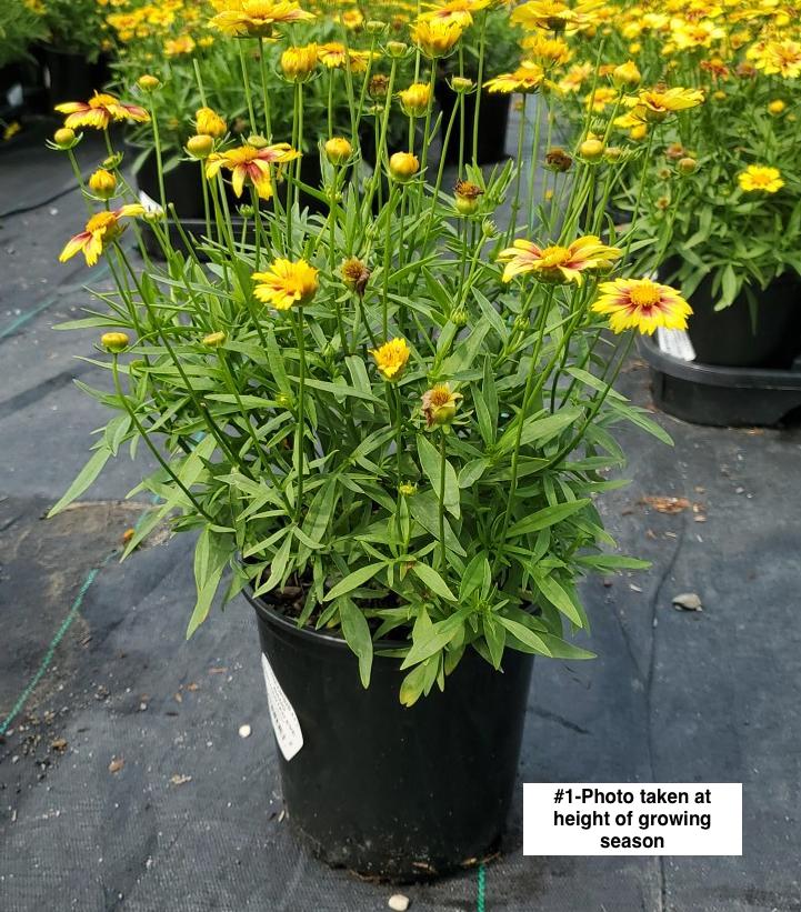 COREOPSIS LI`L BANG `ENCHANTED EVE`
