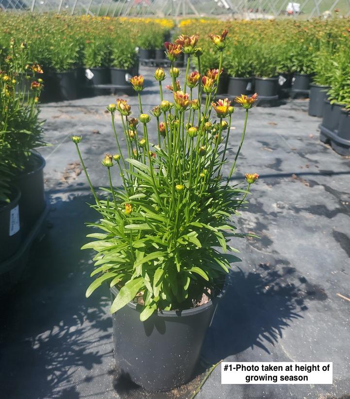 COREOPSIS LI`L BANG `RED ELF`