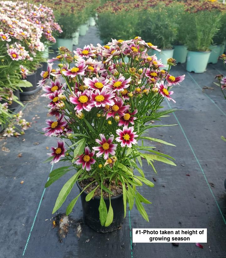 COREOPSIS LI`L BANG `STARSTRUCK`