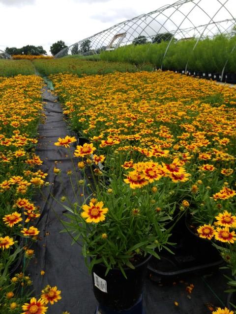 COREOPSIS LI`L BANG `DAYBREAK`
