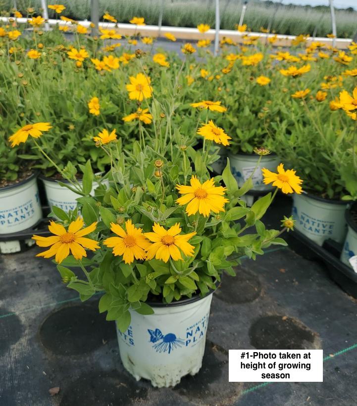 COREOPSIS `SUNSHINE SUPERMAN`