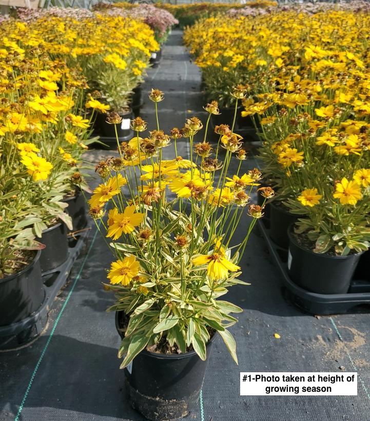 COREOPSIS `TEQUILA SUNRISE`