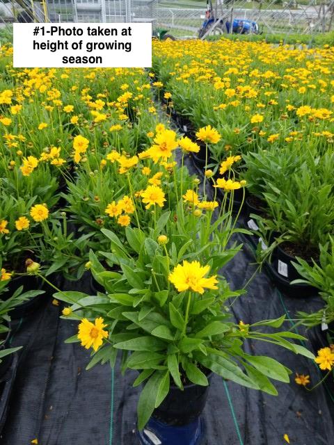 COREOPSIS GRAND. `EARLY SUNRISE`