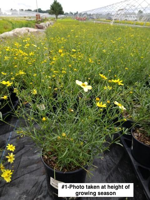 COREOPSIS VERTICILLATA `MOONBEAM`