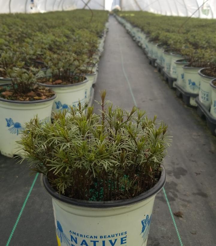 COREOPSIS VERTICILLATA