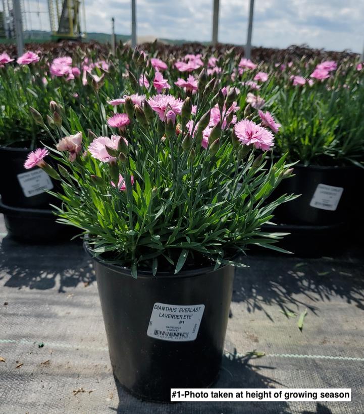 DIANTHUS EVERLAST `LAVENDER EYE`