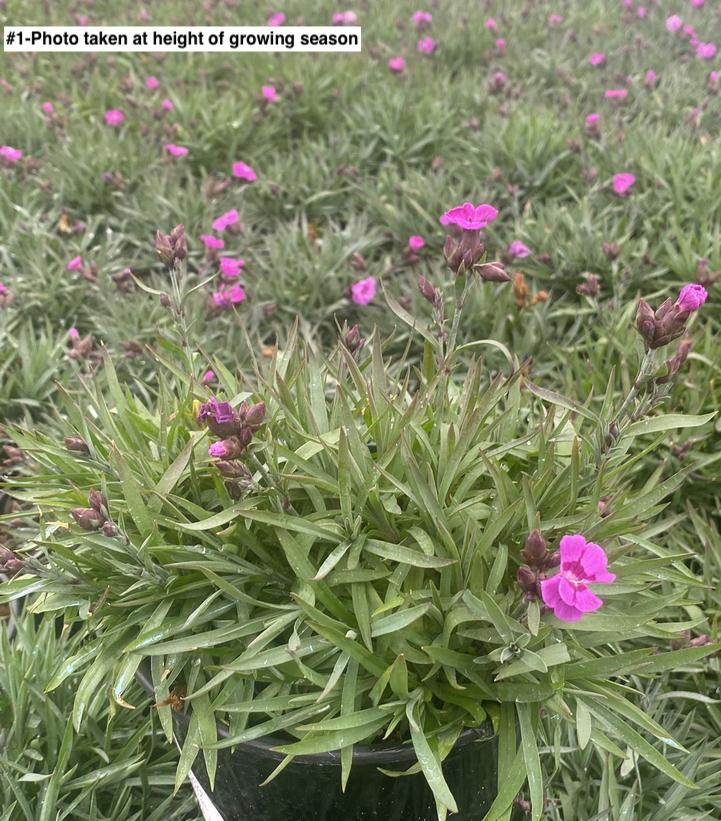 DIANTHUS EVERLAST `VIOLET BLUE`