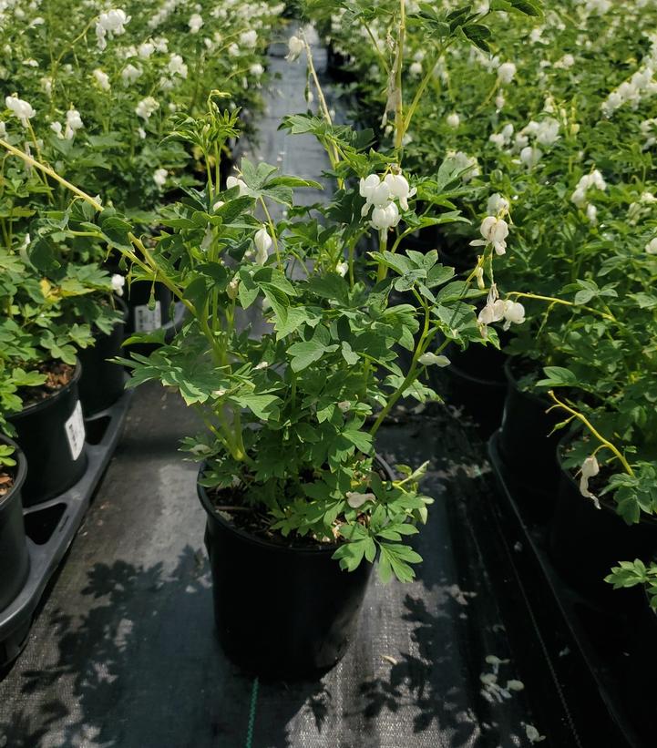 DICENTRA SPECTABILIS `ALBA`
