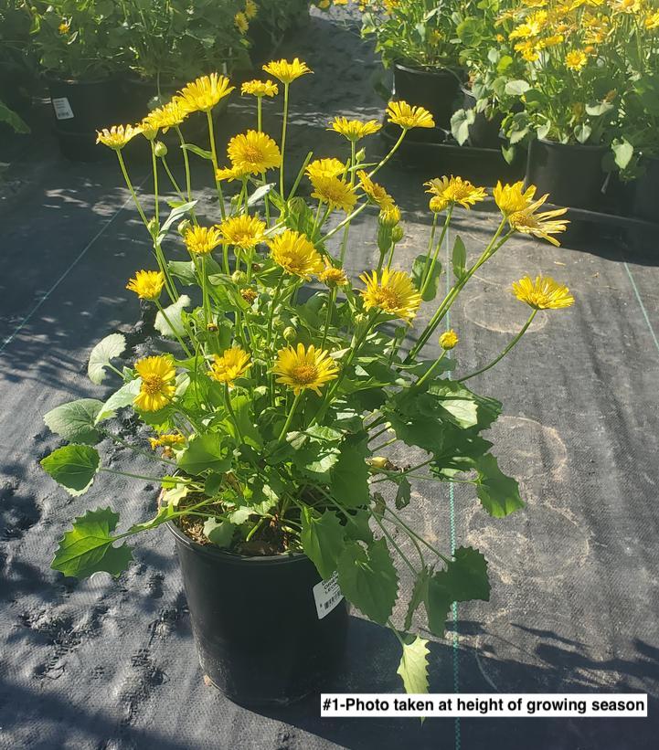 DORONICUM ORIENTALE LEONARDO™ COMPACT