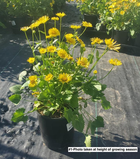 DORONICUM ORIENTALE LEONARDO™ COMPACT