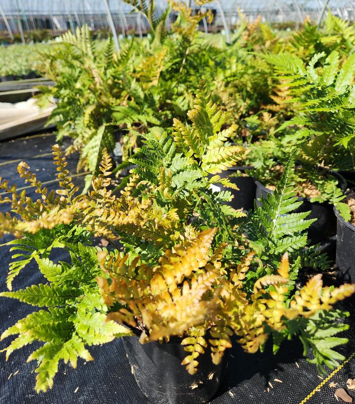 DRYOPTERIS ERYTHROSORA `BRILLIANCE`