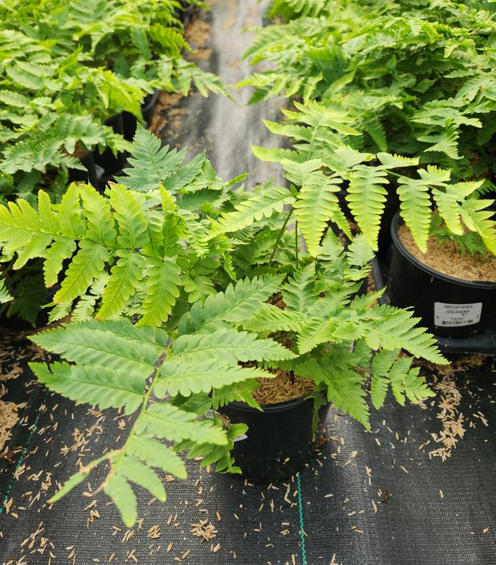 DRYOPTERIS GOLDIANA Flora To You dryopteris-goldiana-flora-to-you