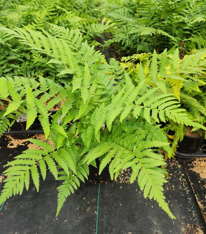 DRYOPTERIS AUSTRALIS / DIXIE WOOD