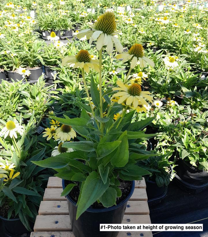 ECHINACEA EYE-CATCHER `CANARY FEATHERS`