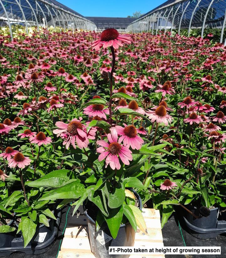 ECHINACEA EYE-CATCHER `CORAL CRAZE`