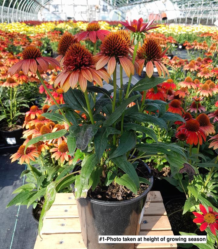 ECHINACEA SOMBRERO `FIESTA ORANGE`