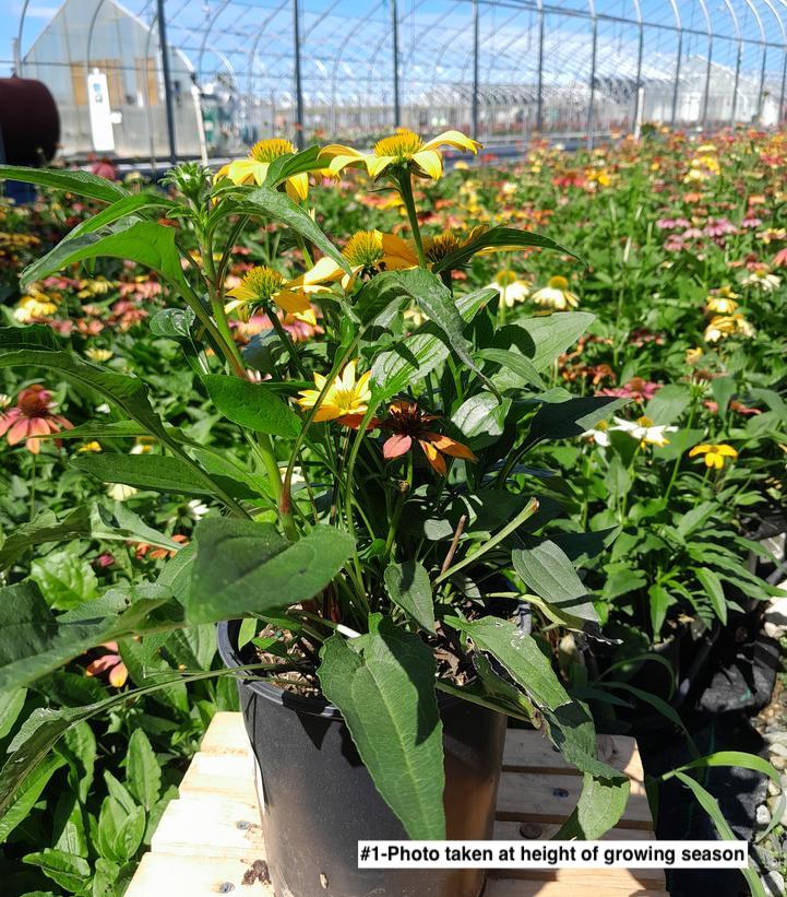 ECHINACEA `CHEYENNE SPIRIT`