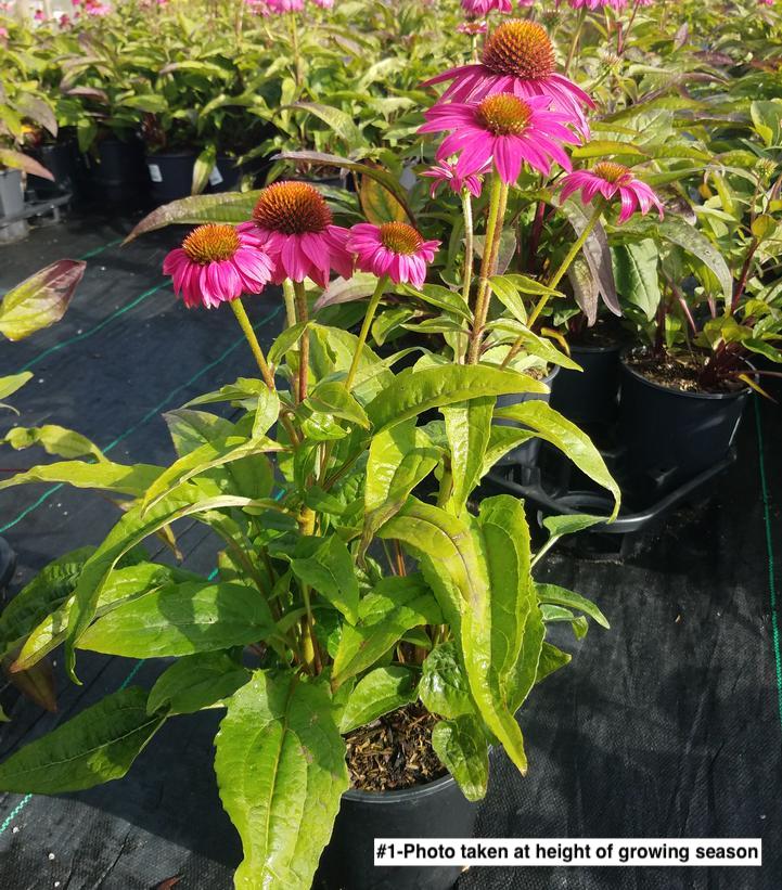 ECHINACEA PURPUREA `POW WOW WILD BERRY`