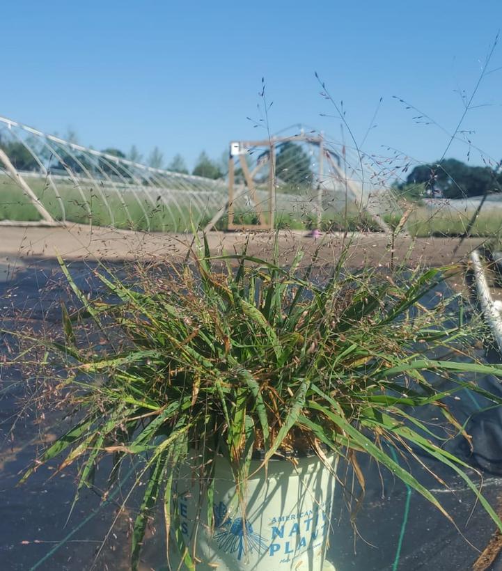 ERAGROSTIS SPECTABILIS