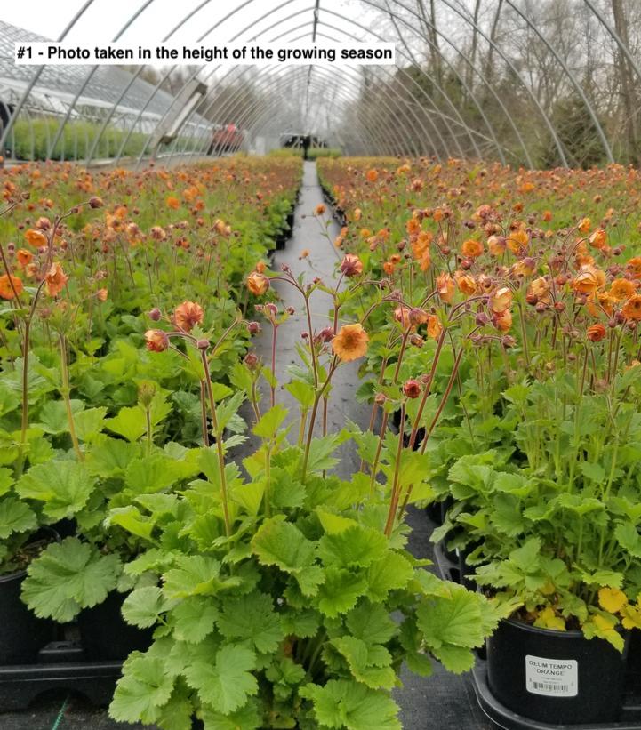 GEUM TEMPO `ORANGE`