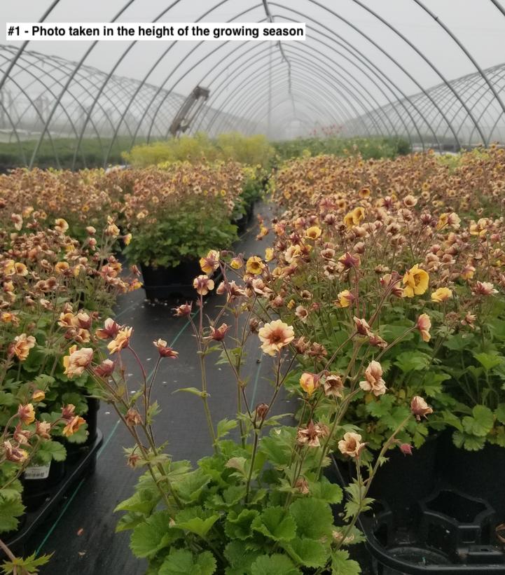 GEUM TEMPO `YELLOW`