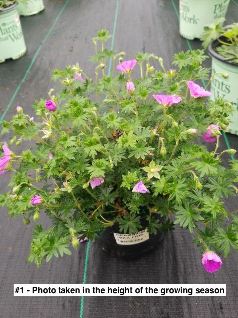 GERANIUM `MAX FREI`