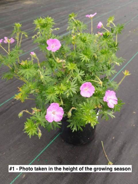 GERANIUM SANGUINEUM `NEW HAMPSHIRE`