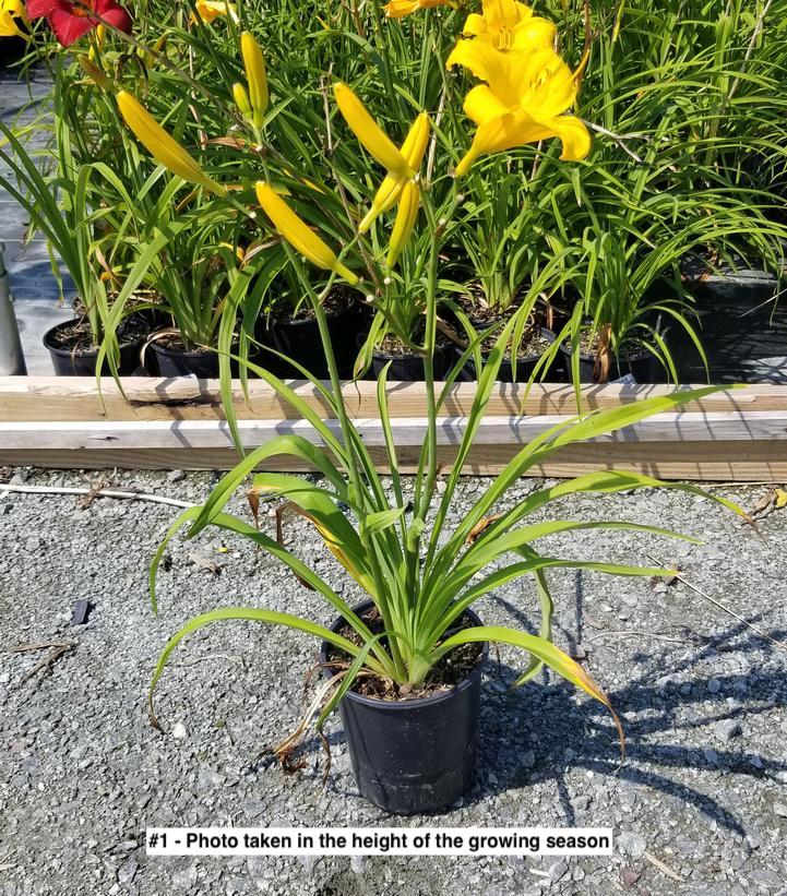 HEMEROCALLIS `BUTTERED POPCORN`